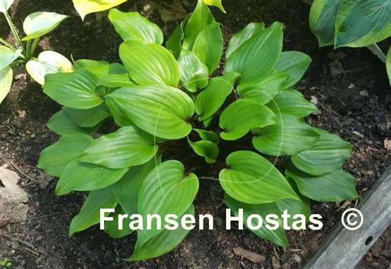 Hosta Holar Red Wine